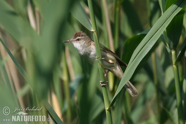 Drosselrohrsänger (Acrocephalus arundinaceus)