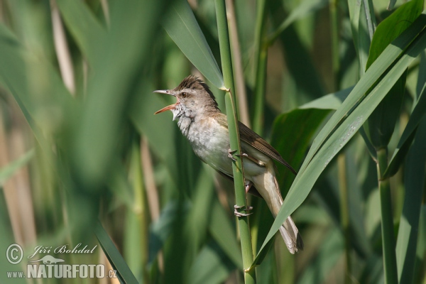 Drosselrohrsänger (Acrocephalus arundinaceus)