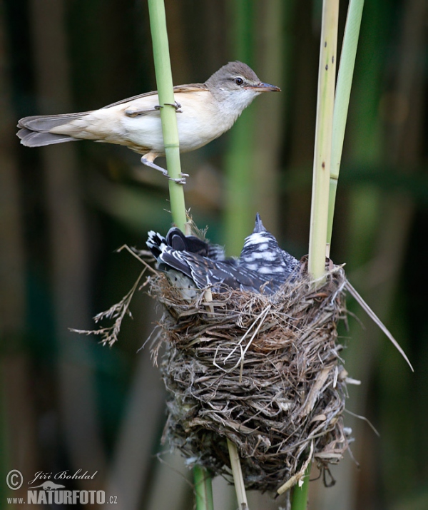 Drosselrohrsänger und Kuckuck (Cuculus canorus)