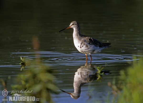 Dunkler Wasserläufer (Tringa erythropus)