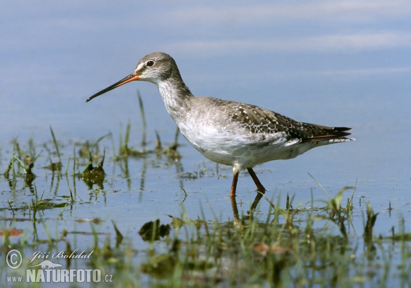 Dunkler Wasserläufer (Tringa erythropus)