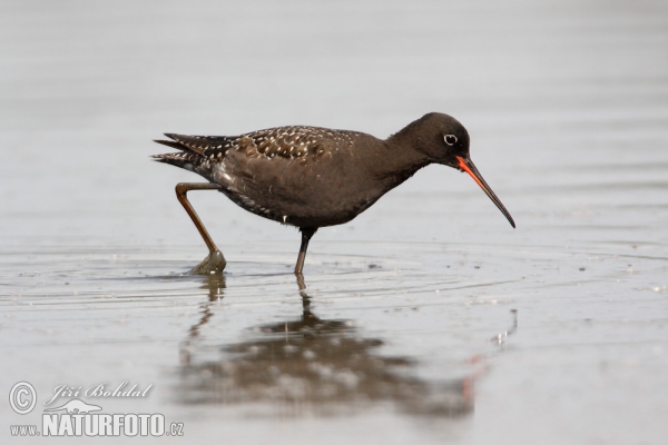 Dunkler Wasserläufer (Tringa erythropus)