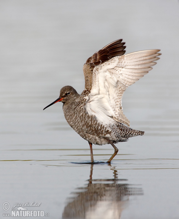 Dunkler Wasserläufer (Tringa erythropus)