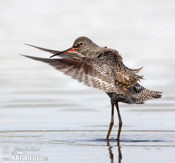 Dunkler Wasserläufer (Tringa erythropus)