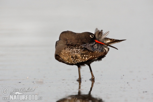 Dunkler Wasserläufer (Tringa erythropus)