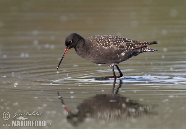 Dunkler Wasserläufer (Tringa erythropus)