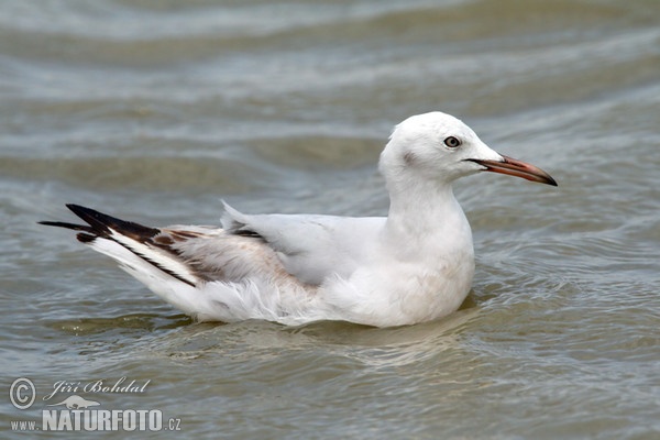 Dünnschnabelmöwe (Chroicocephalus genei)