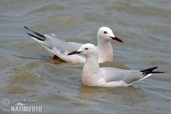 Dünnschnabelmöwe (Chroicocephalus genei)