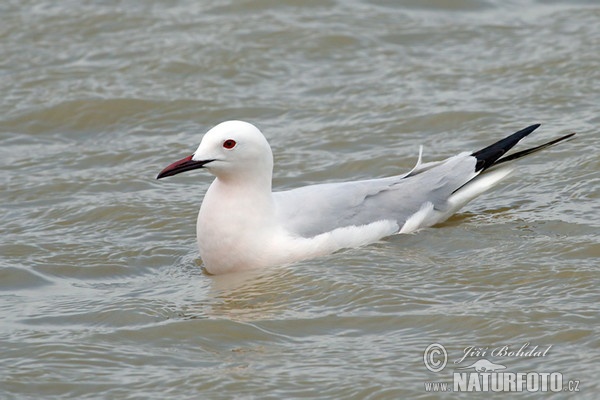 Dünnschnabelmöwe (Chroicocephalus genei)