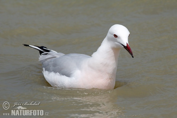 Dünnschnabelmöwe (Chroicocephalus genei)