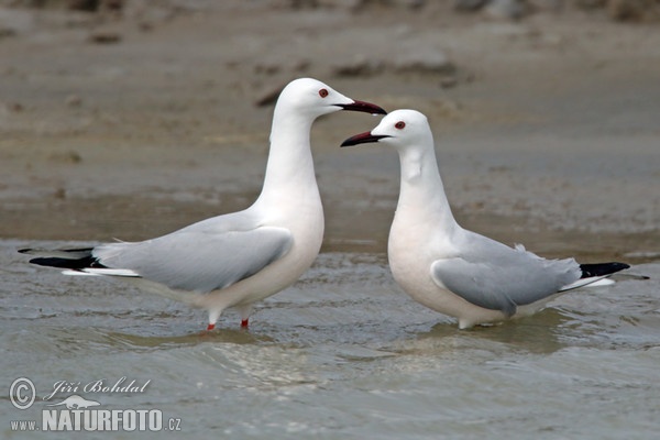 Dünnschnabelmöwe (Chroicocephalus genei)