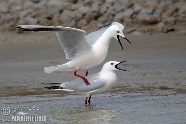 Dünnschnabelmöwe (Chroicocephalus genei)