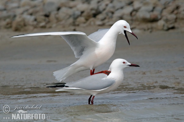 Dünnschnabelmöwe (Chroicocephalus genei)