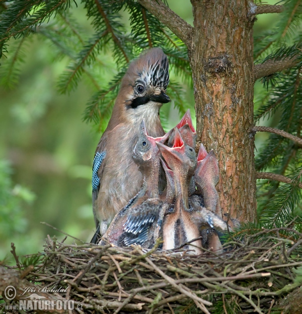 Eichelhäher (Garrulus glandarius)