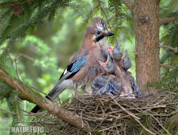 Eichelhäher (Garrulus glandarius)