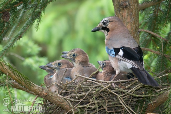 Eichelhäher (Garrulus glandarius)