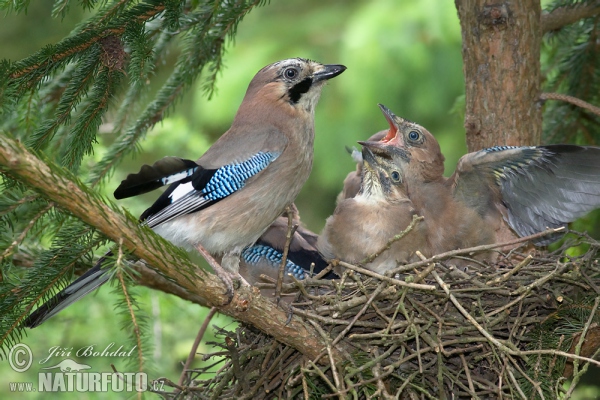 Eichelhäher (Garrulus glandarius)