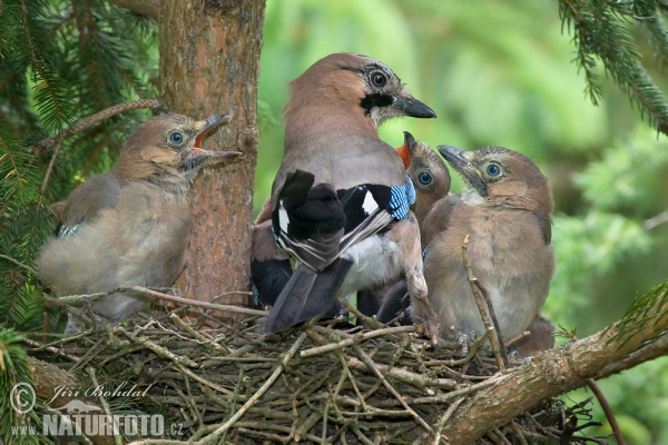 Eichelhäher (Garrulus glandarius)