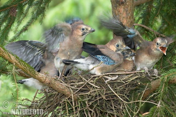 Eichelhäher (Garrulus glandarius)