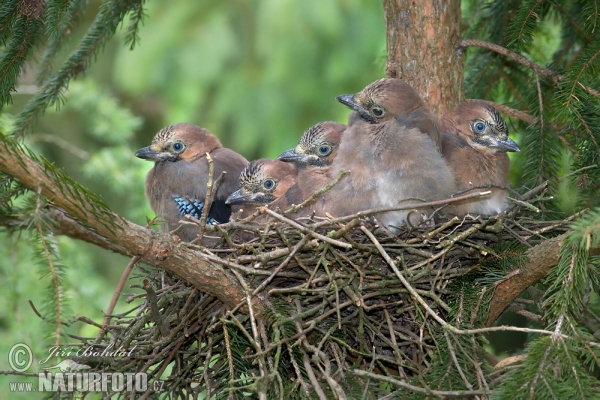 Eichelhäher (Garrulus glandarius)