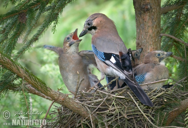 Eichelhäher (Garrulus glandarius)