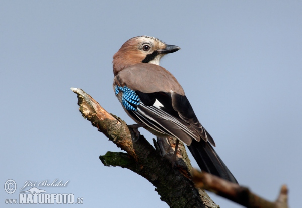 Eichelhäher (Garrulus glandarius)