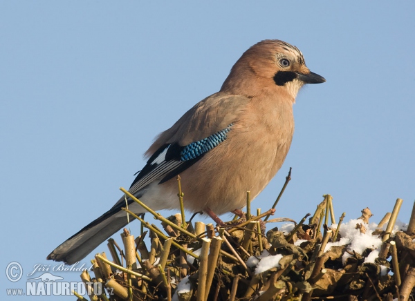 Eichelhäher (Garrulus glandarius)