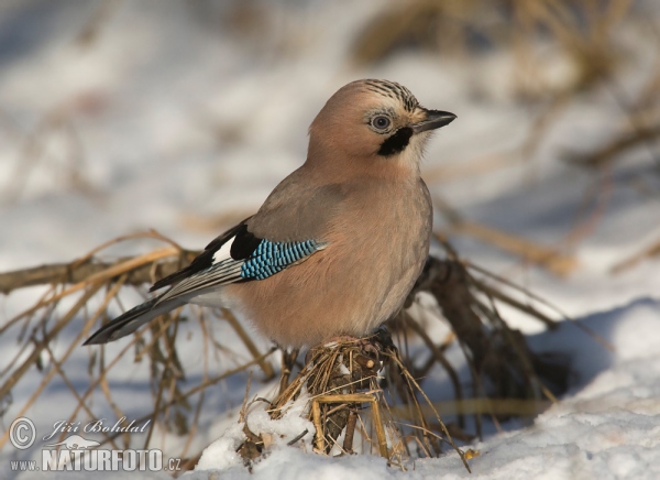 Eichelhäher (Garrulus glandarius)