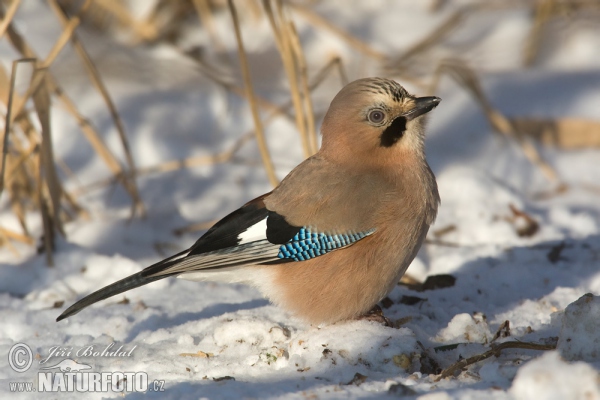 Eichelhäher (Garrulus glandarius)