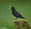 Amsel