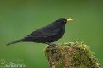 Amsel