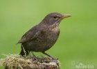 Amsel