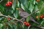 Amsel