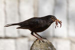 Amsel