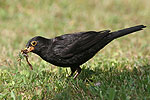 Amsel