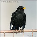 Amsel