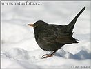 Amsel