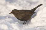 Amsel