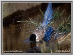 Blauelster