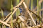 Blaukehlchen