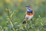 Blaukehlchen