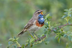 Blaukehlchen