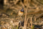 Blaukehlchen