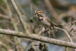 Blaukehlchen