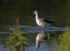 Dunkler Wasserläufer