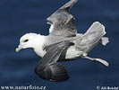 Eissturmvogel