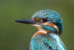 Eisvogel