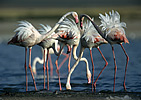 Flamingovögel (Phoenicopteriformes)