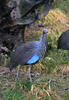 Geierperlhuhn