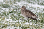 Großer Brachvogel